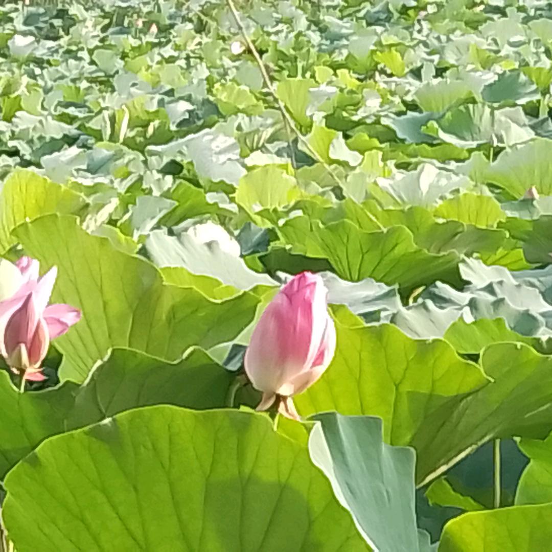 孤芳自赏
