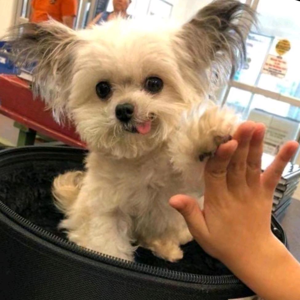 小zhu在发呆👀