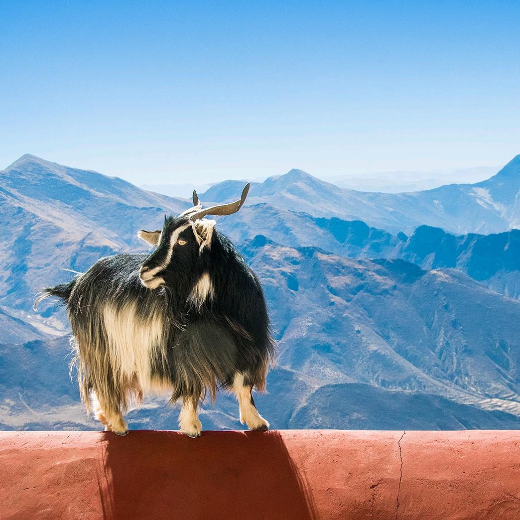 6656
