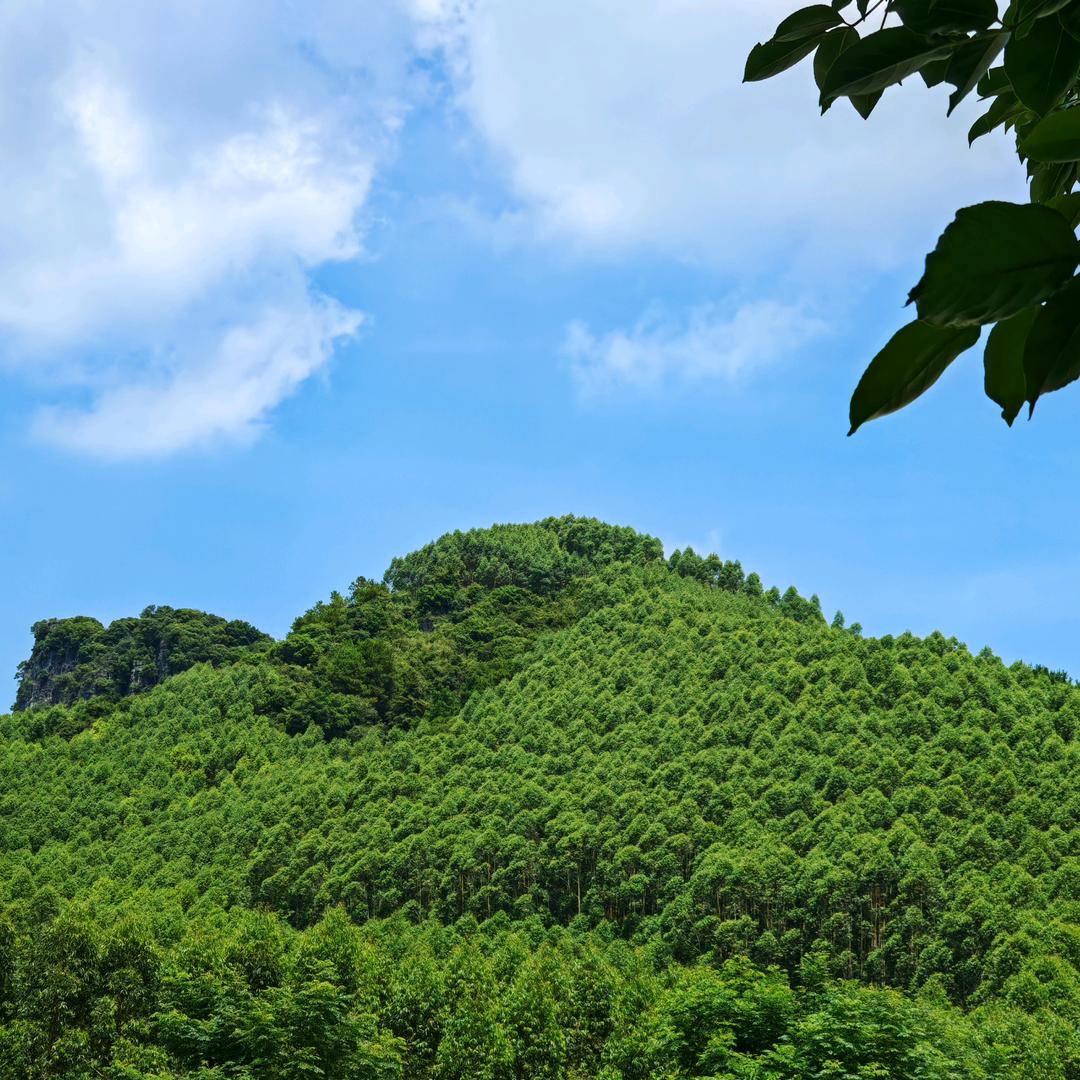 象风一样