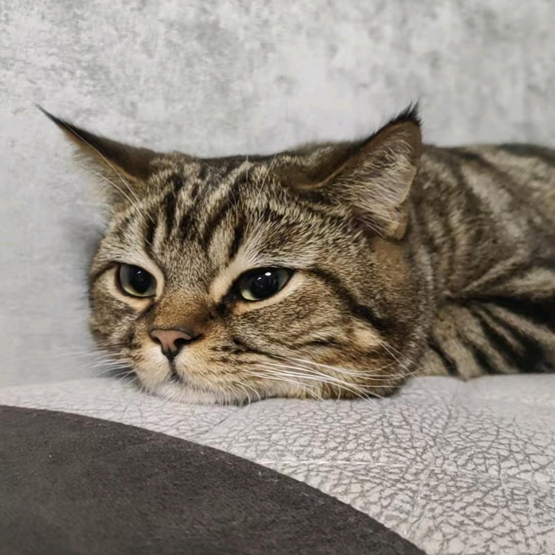 臭臭爱吃小饼干ฅ.