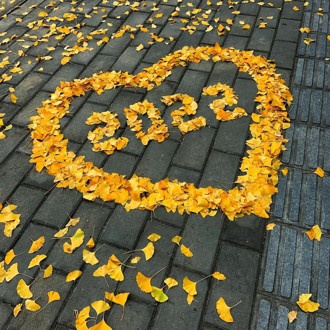 高价收购香椿木