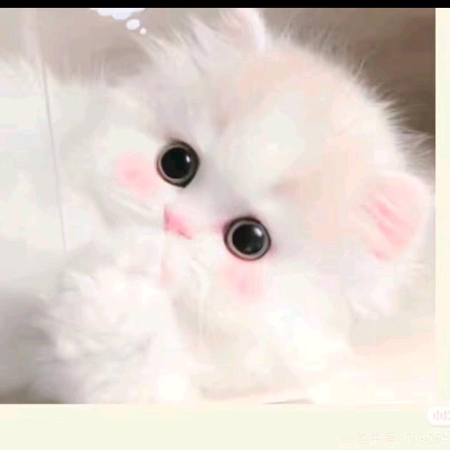 🌻恋恋不舍🧚‍♀️