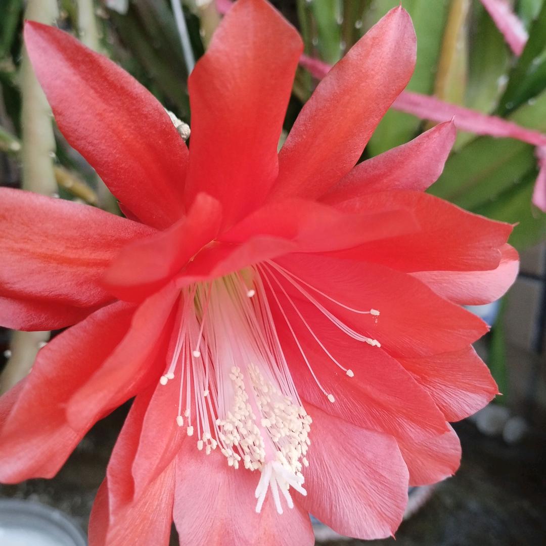 玫瑰花。