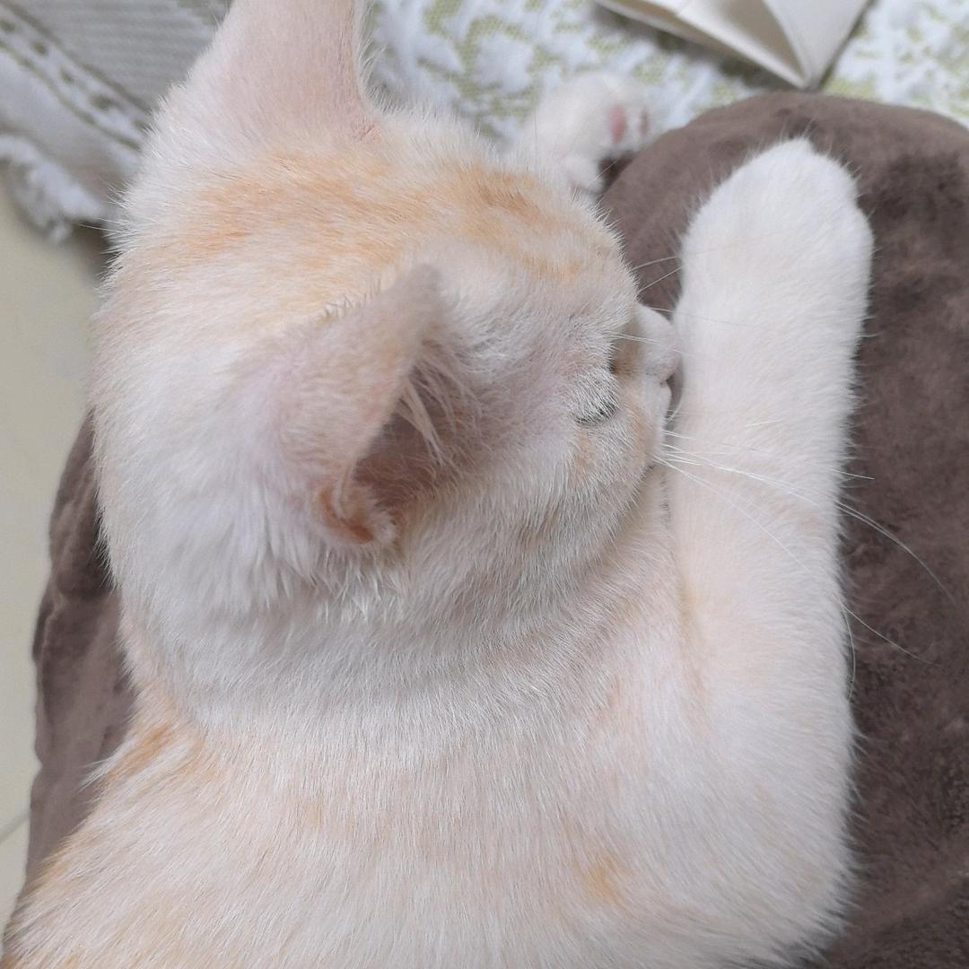 甜甜不能吃芒果