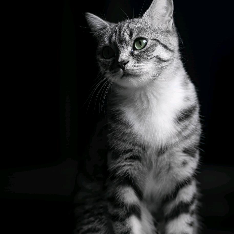 我和猫猫