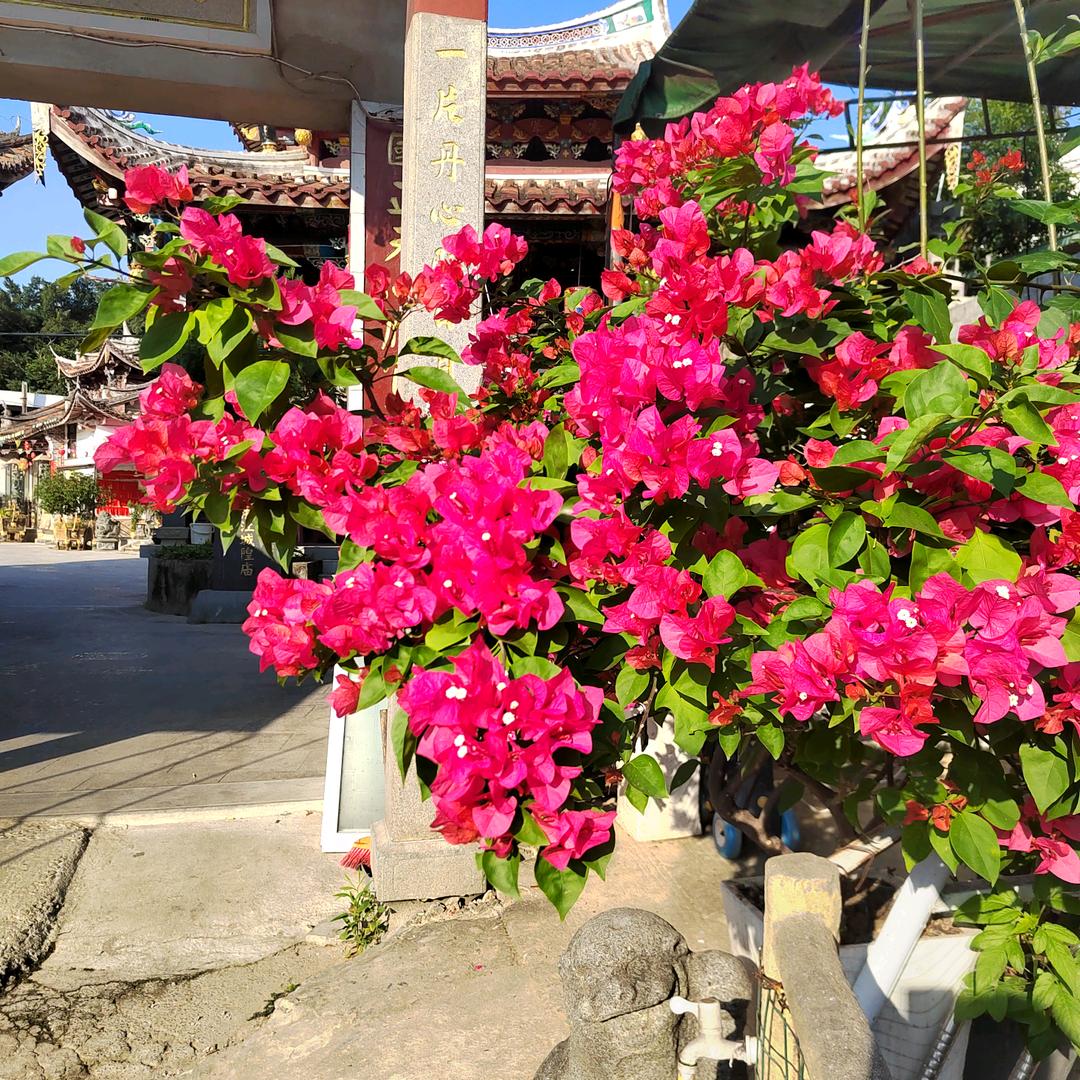 阿清
