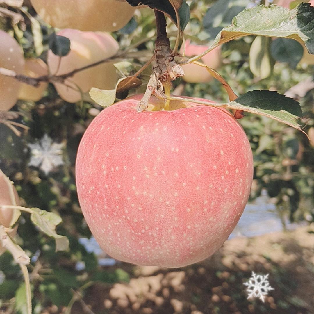 骑着毛驴  走天下  代收蔬果