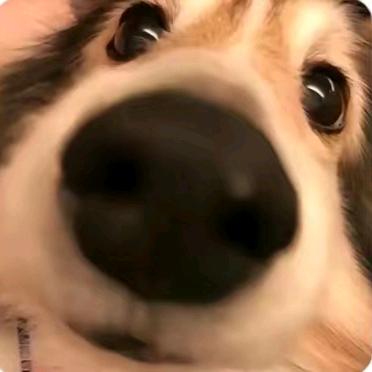 菌
