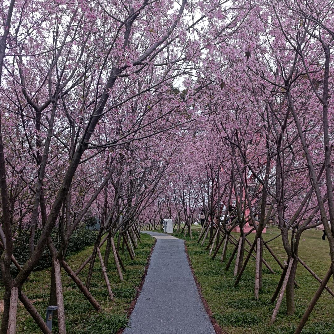 皮皮头像