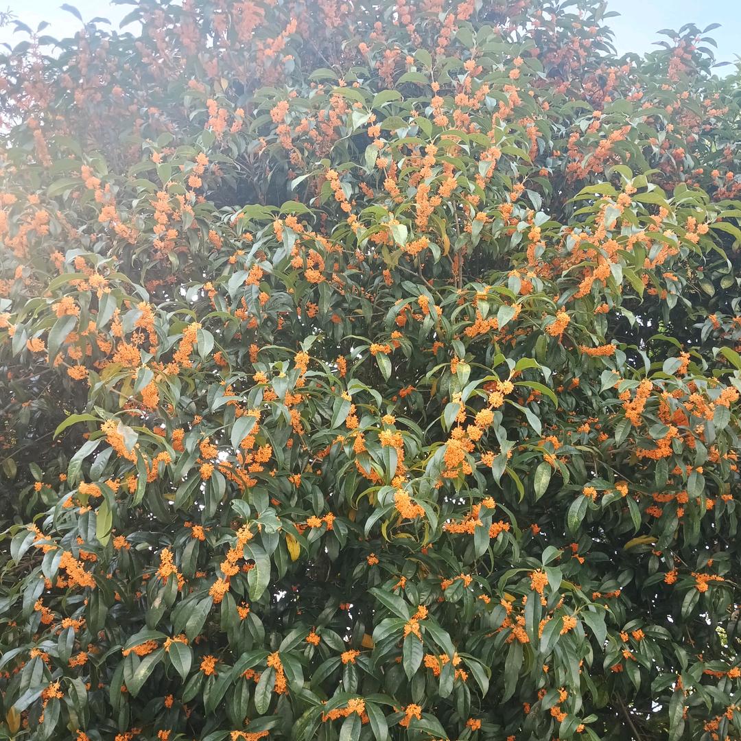 人在扎根仙景美