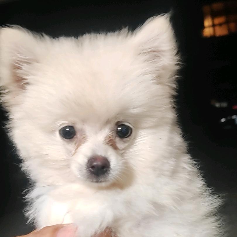 倪老汉药膳鸡锅