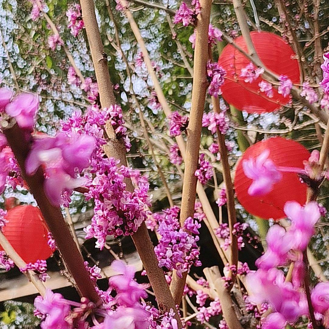 小丹