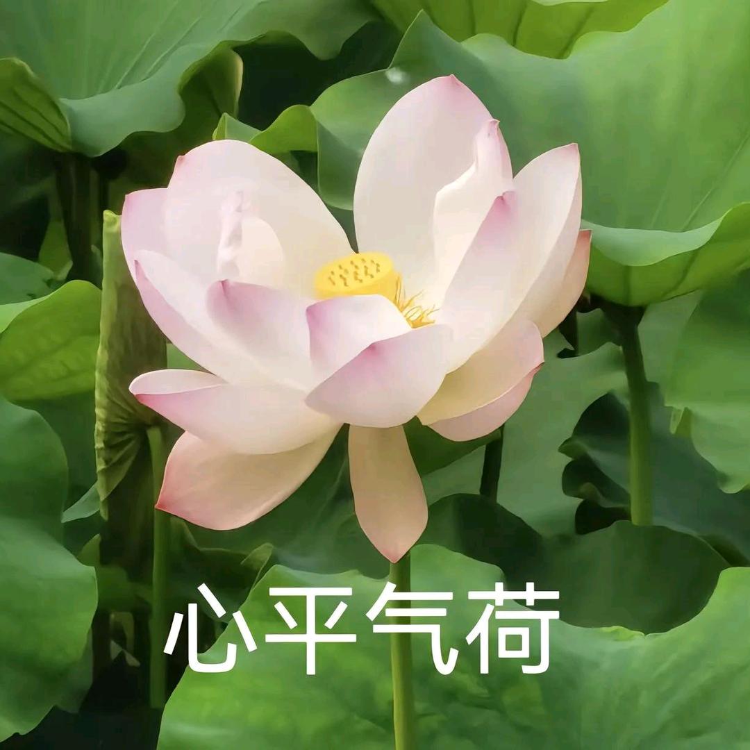 黎安