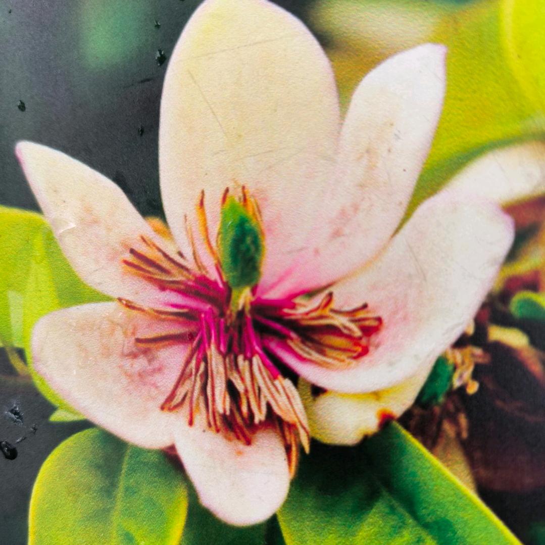 含笑🍭(ᵔᵕᵔ˶)