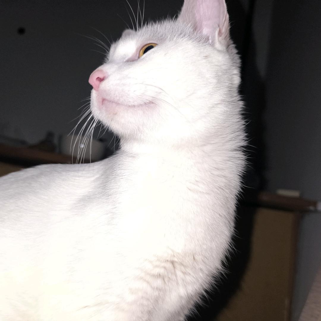 狂拽酷炫龙傲天