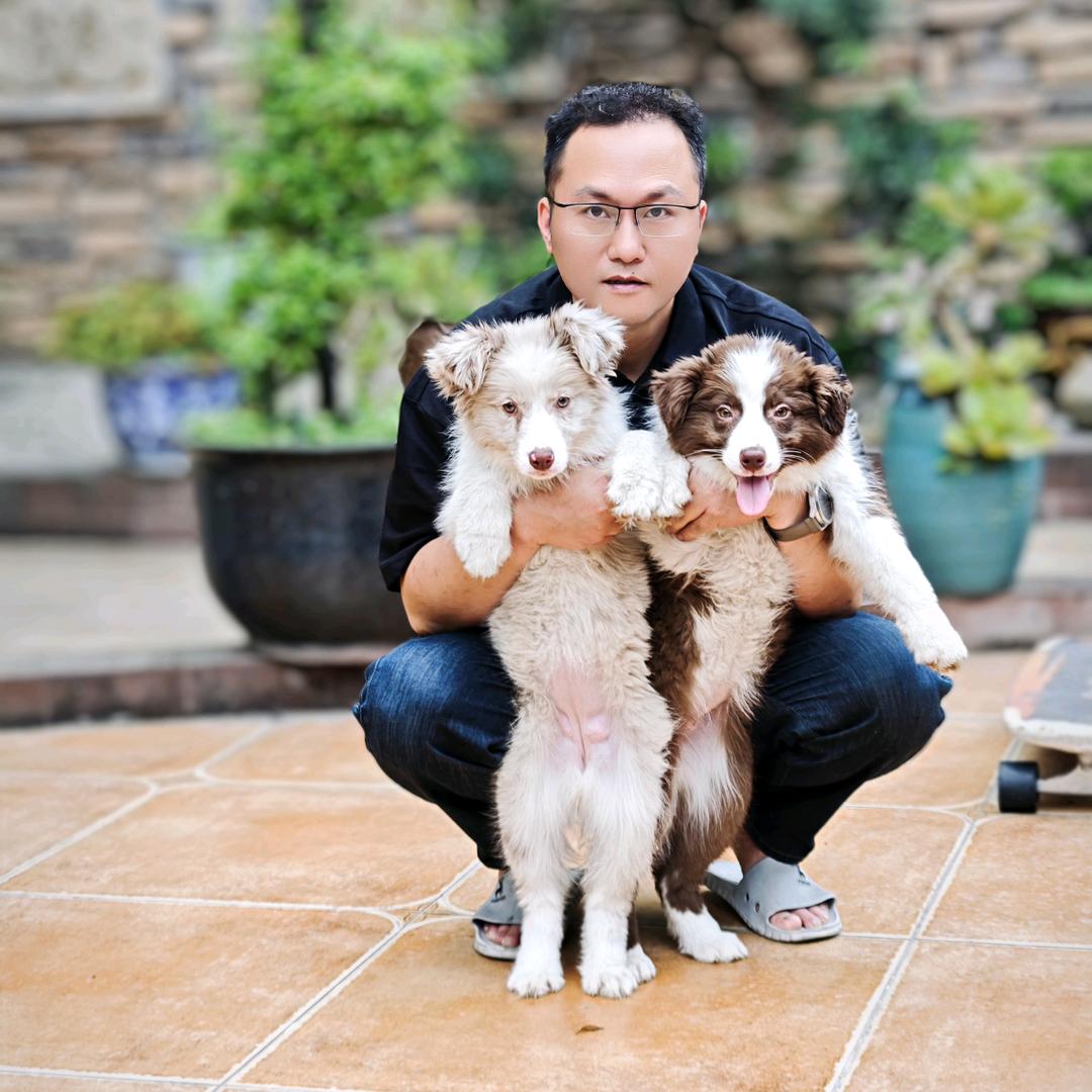 边牧火锅与巧克力