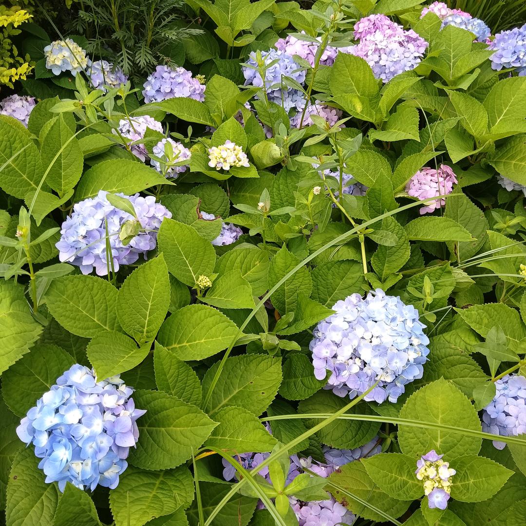 胡梅