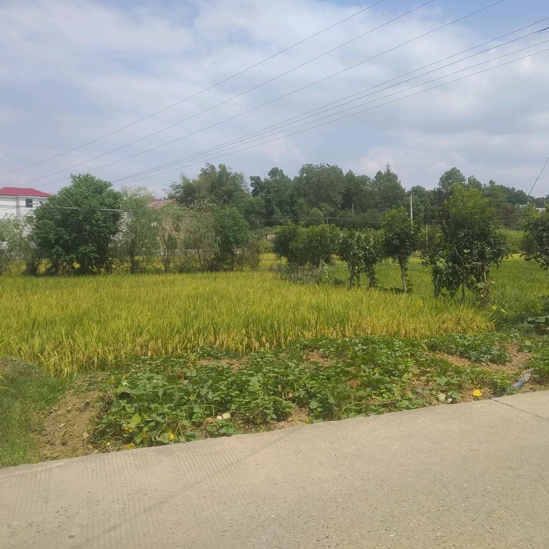 箜篌听风