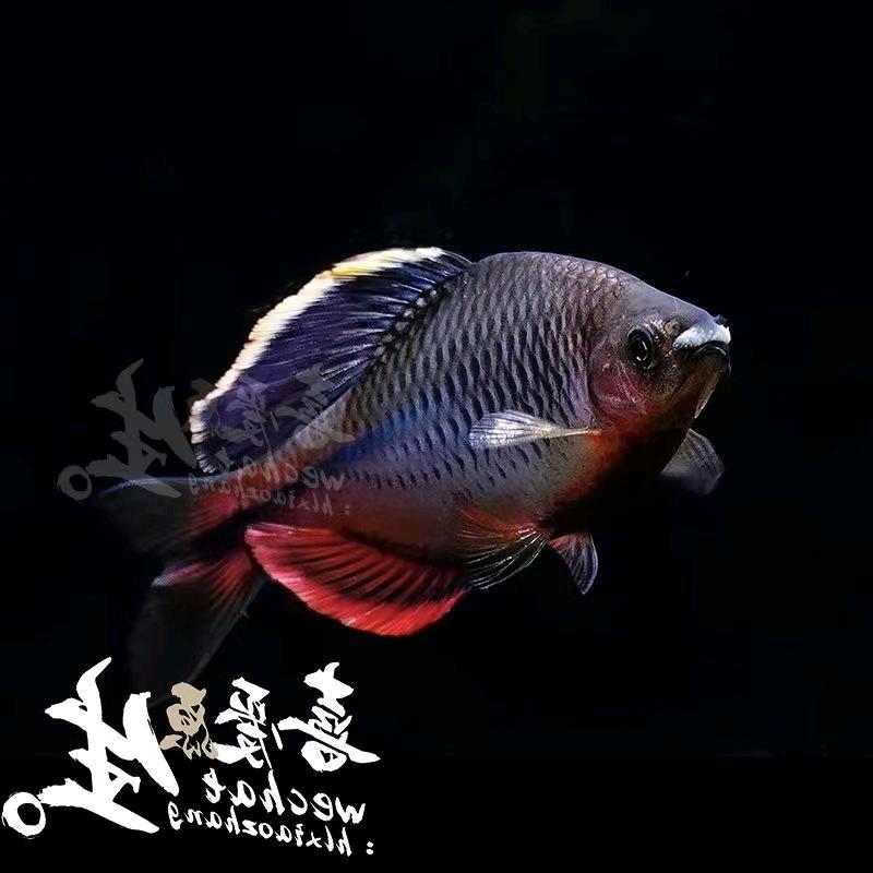 人狠话不多社会你酒哥