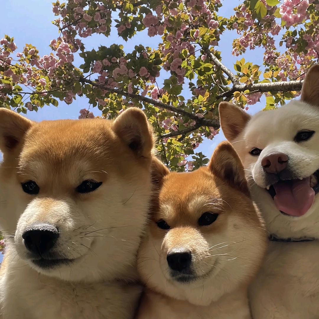 小鱼的羊毛日记