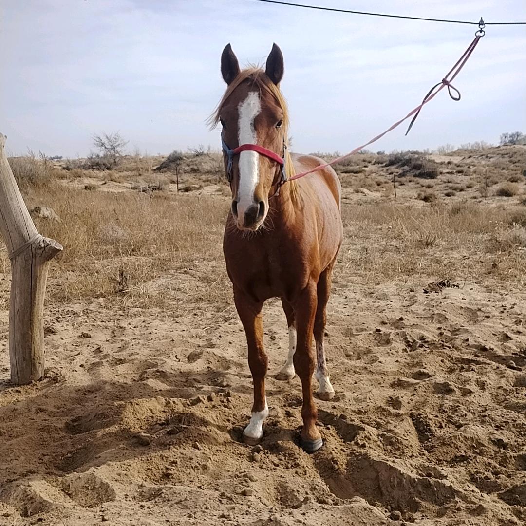 牧民乌力吉巴雅尔