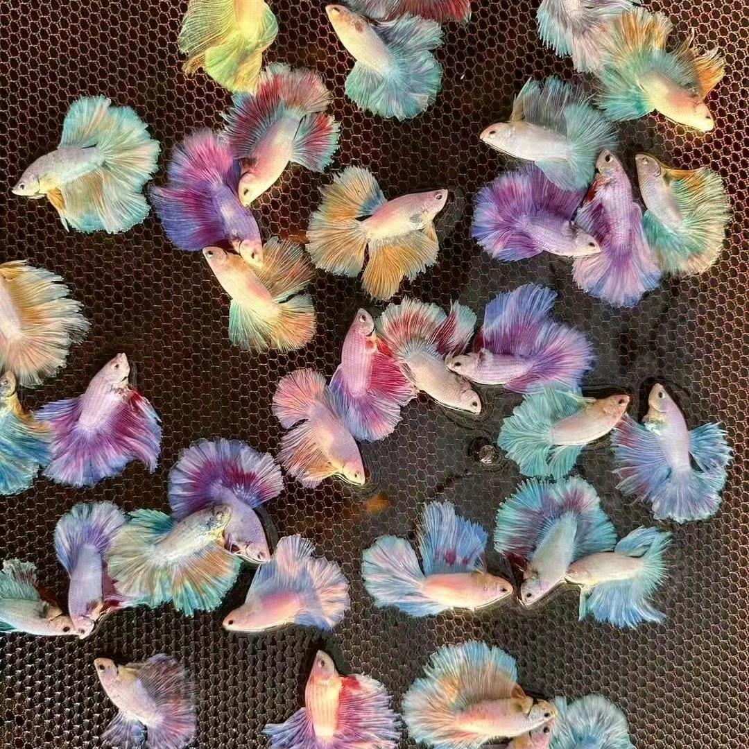 豫州泰斗馆