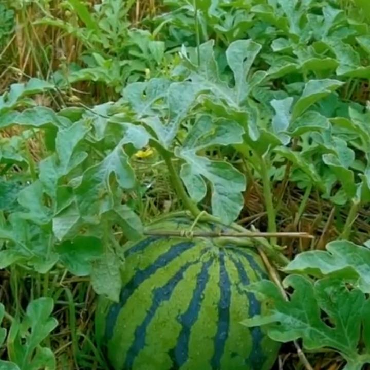 依诺爷爷