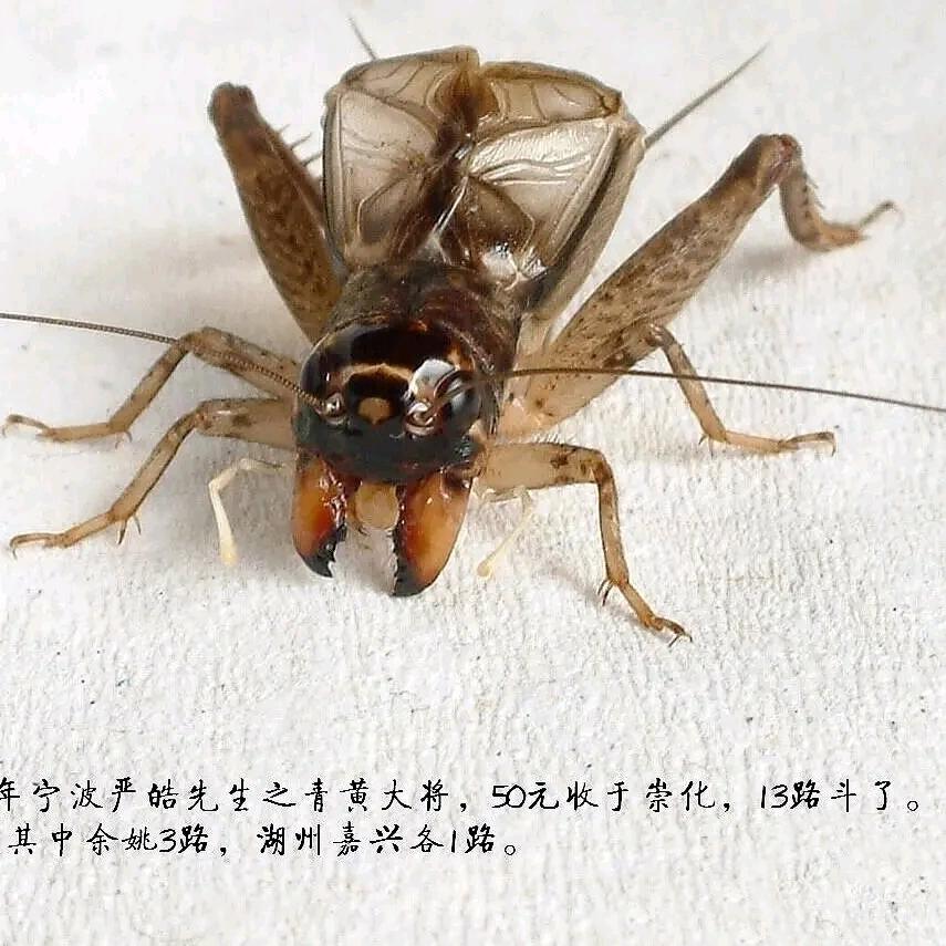 华北一超～西凉大将