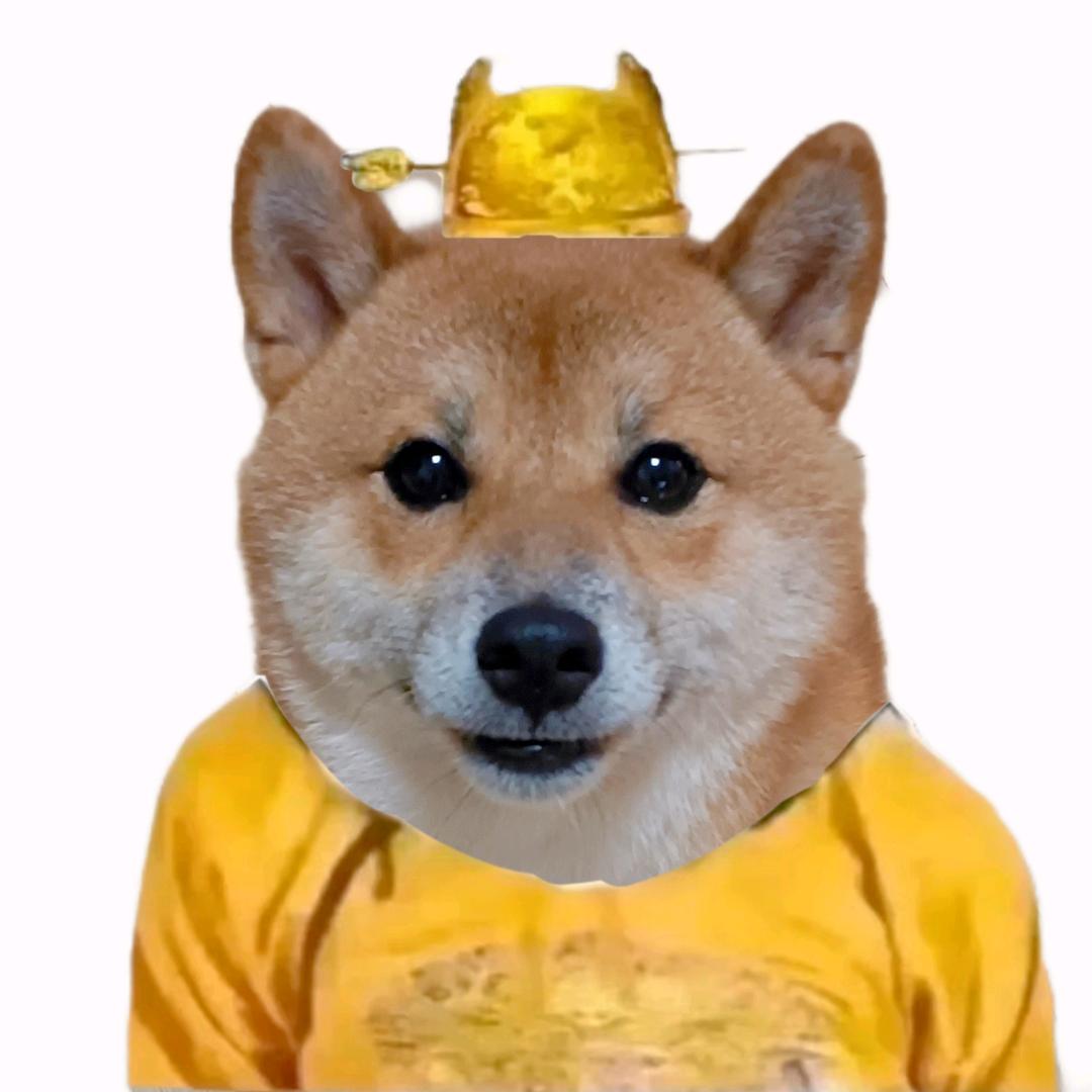 为什么一只柴犬会长成猪