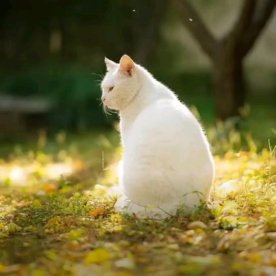 南街大锅熬菜精品店厨师