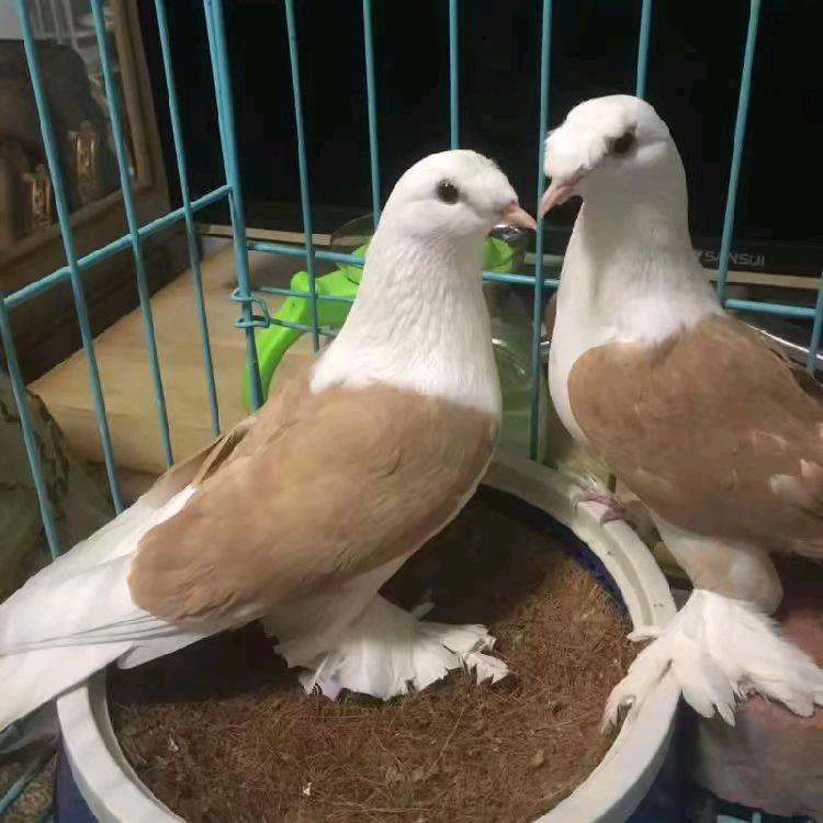 小马哥小马哥？？？