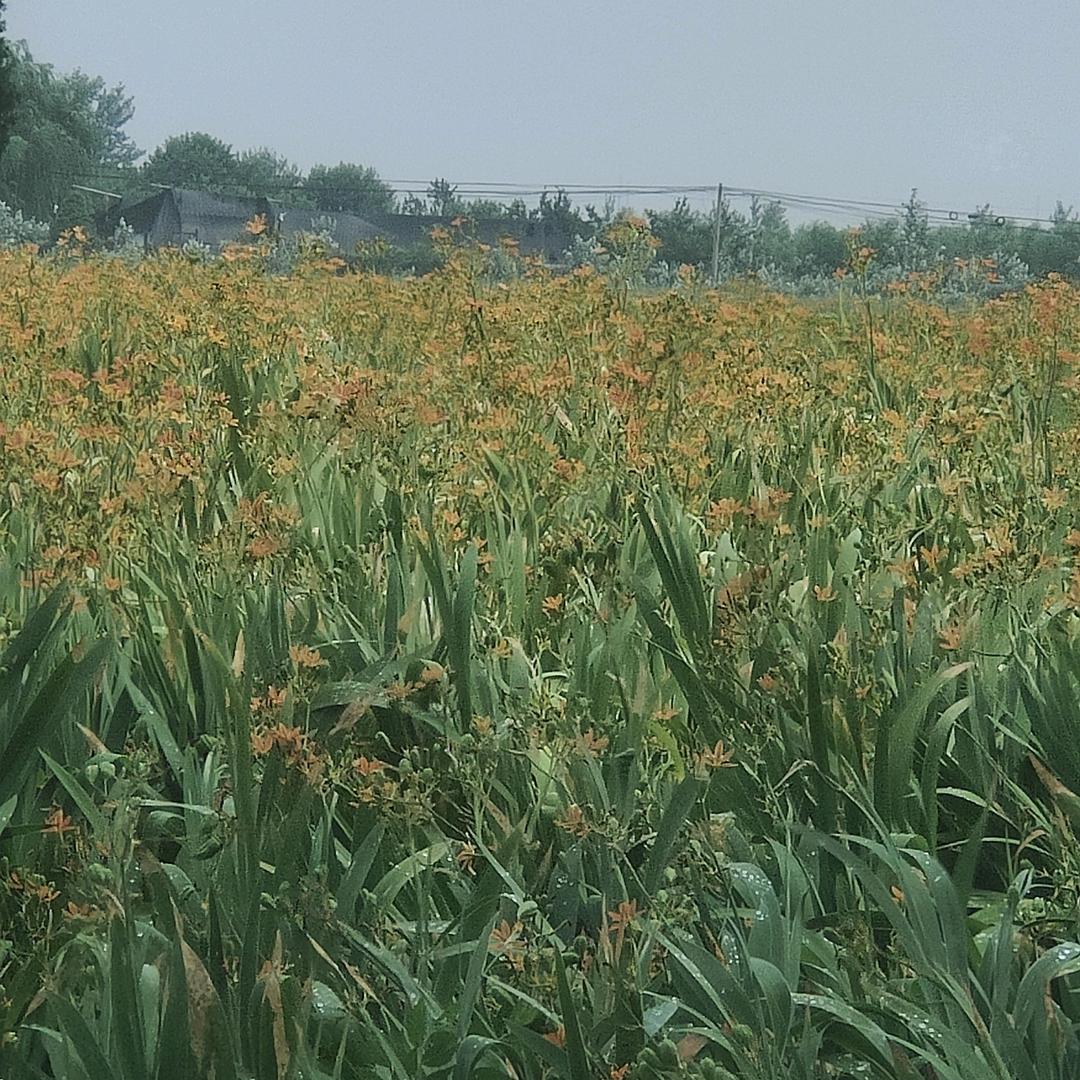 秋知叶落