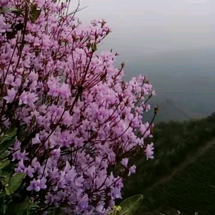 王艳采茶（农资销售，免费婚姻介绍）