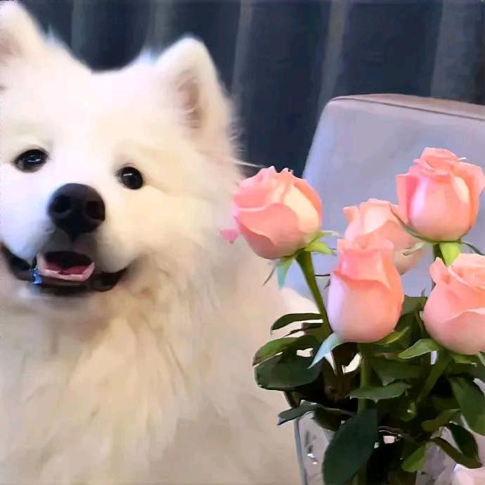 阿梅“🌺”