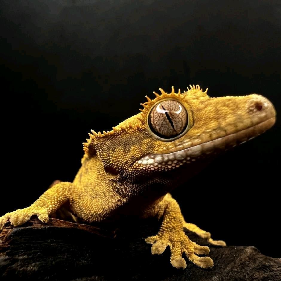 空手道解决三轮车