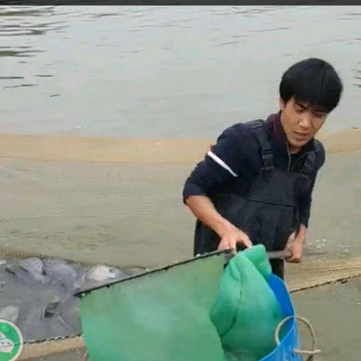 水产宠物三血梗猎狗