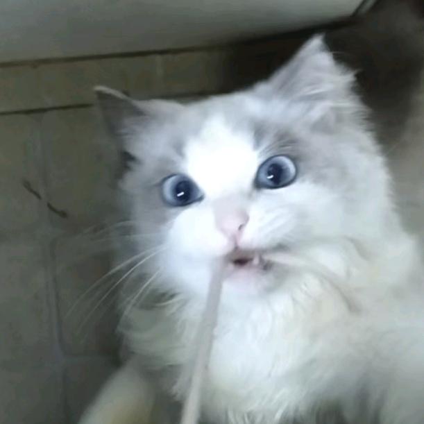 Dy