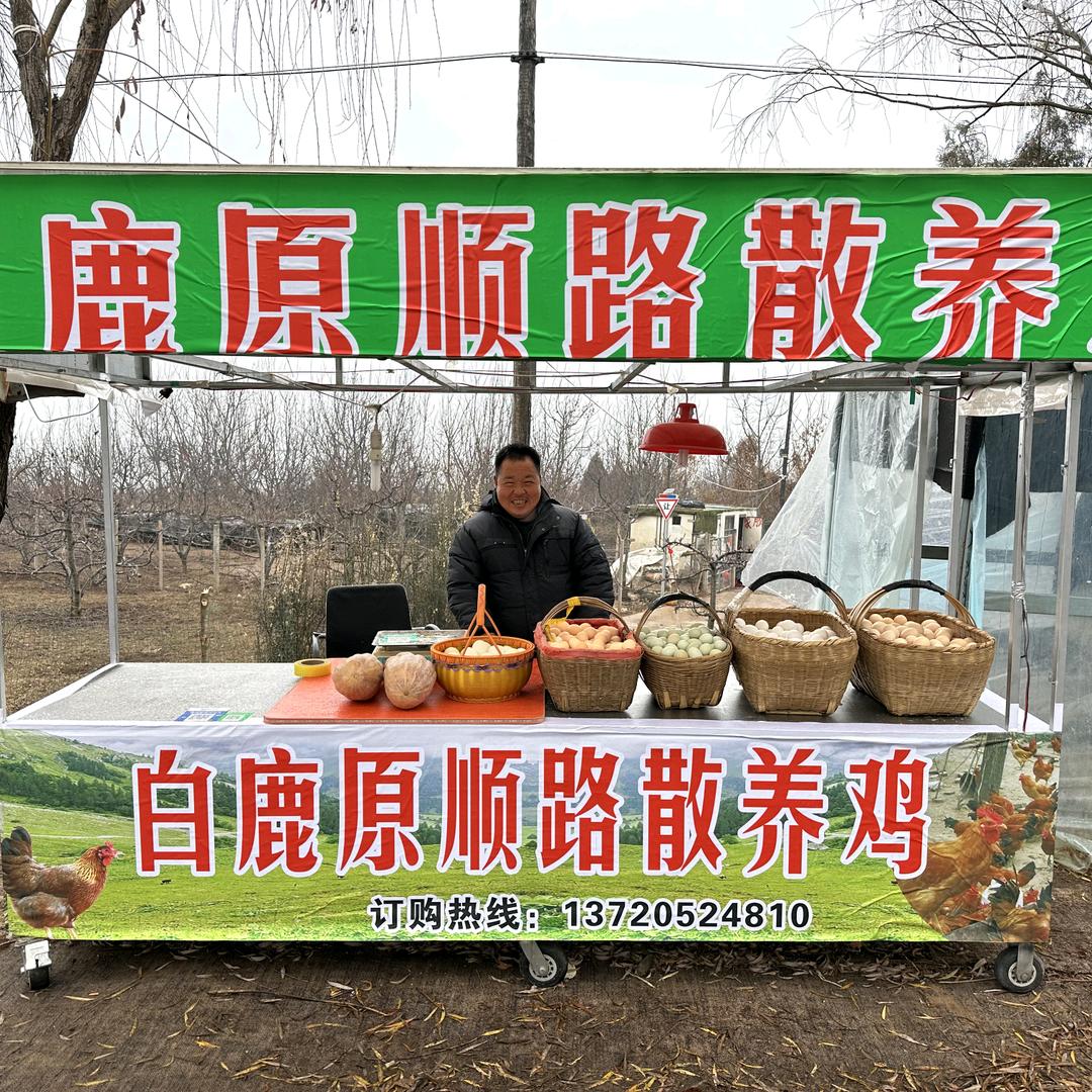 胖哥散养鸡