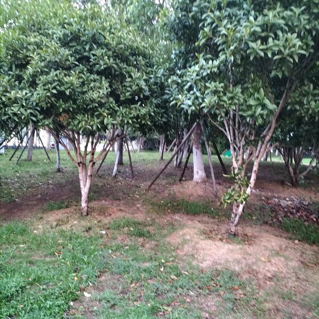 岁月如歌