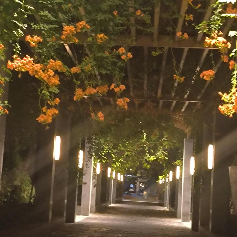 谢谢亲们的关注和支持！🌹🌹🌹