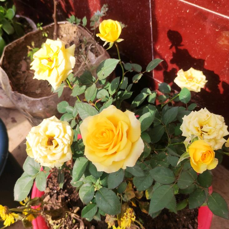 用户333264681403飘渺宫主5