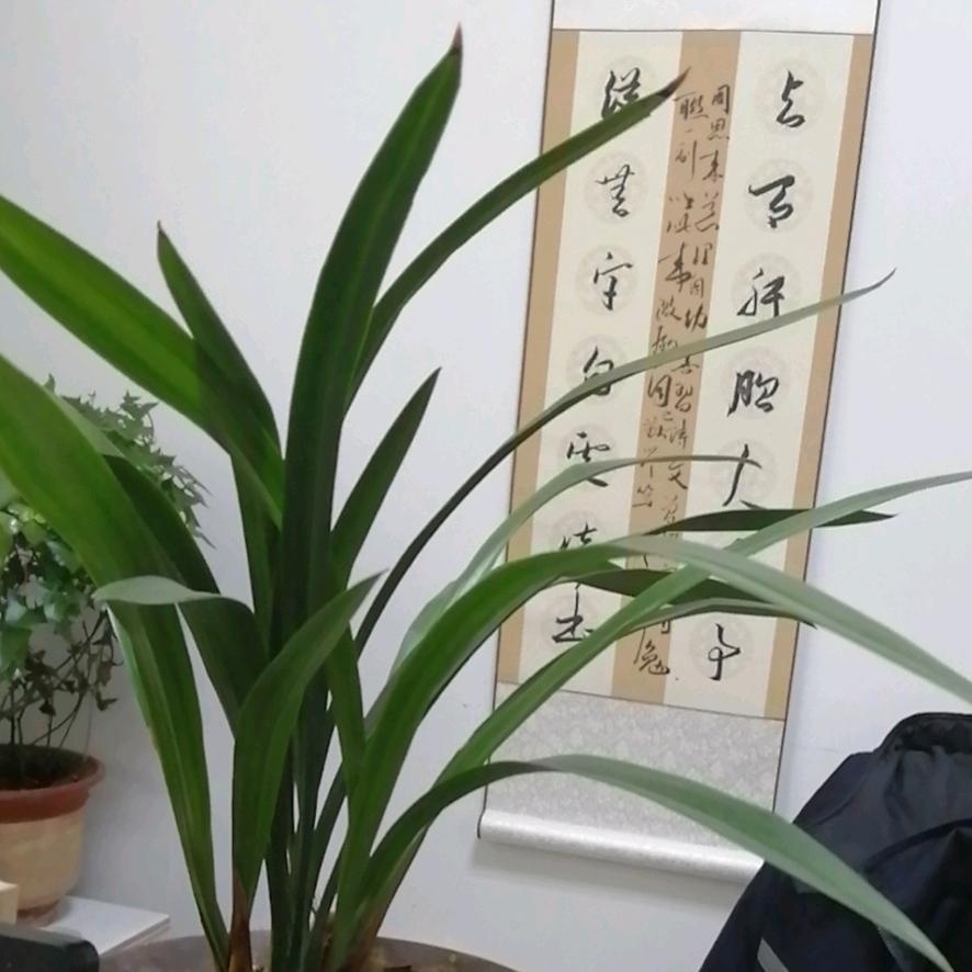 🇨🇳守护