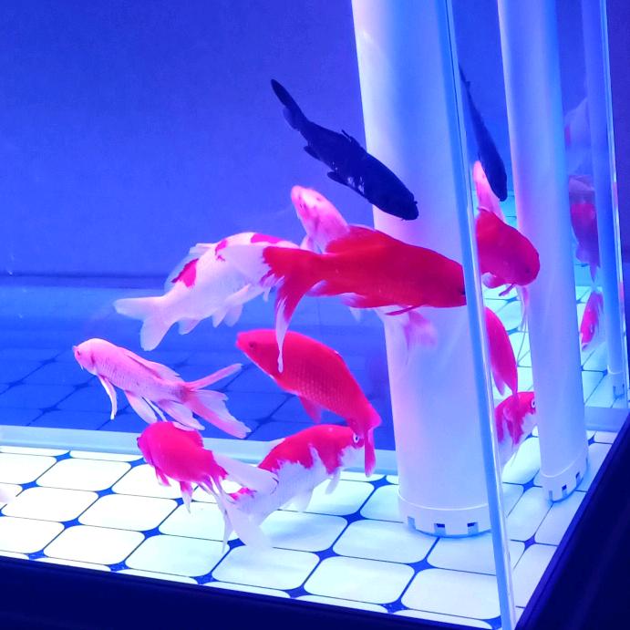 梦想！