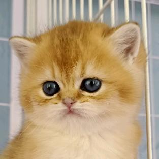 我的猫猫叫来福