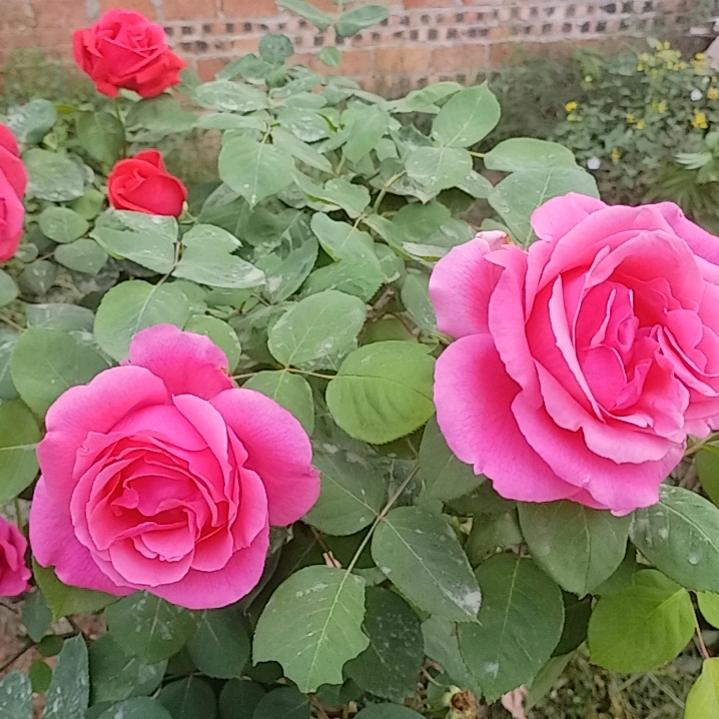 三少爷