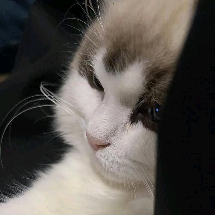 何必（三角洲行动）