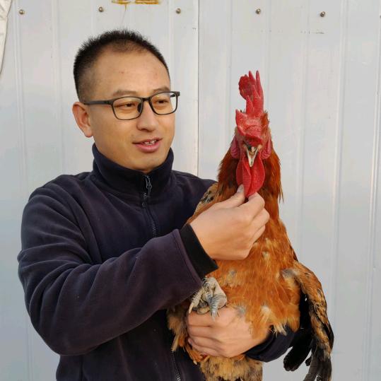 亮子养鸡技术服务