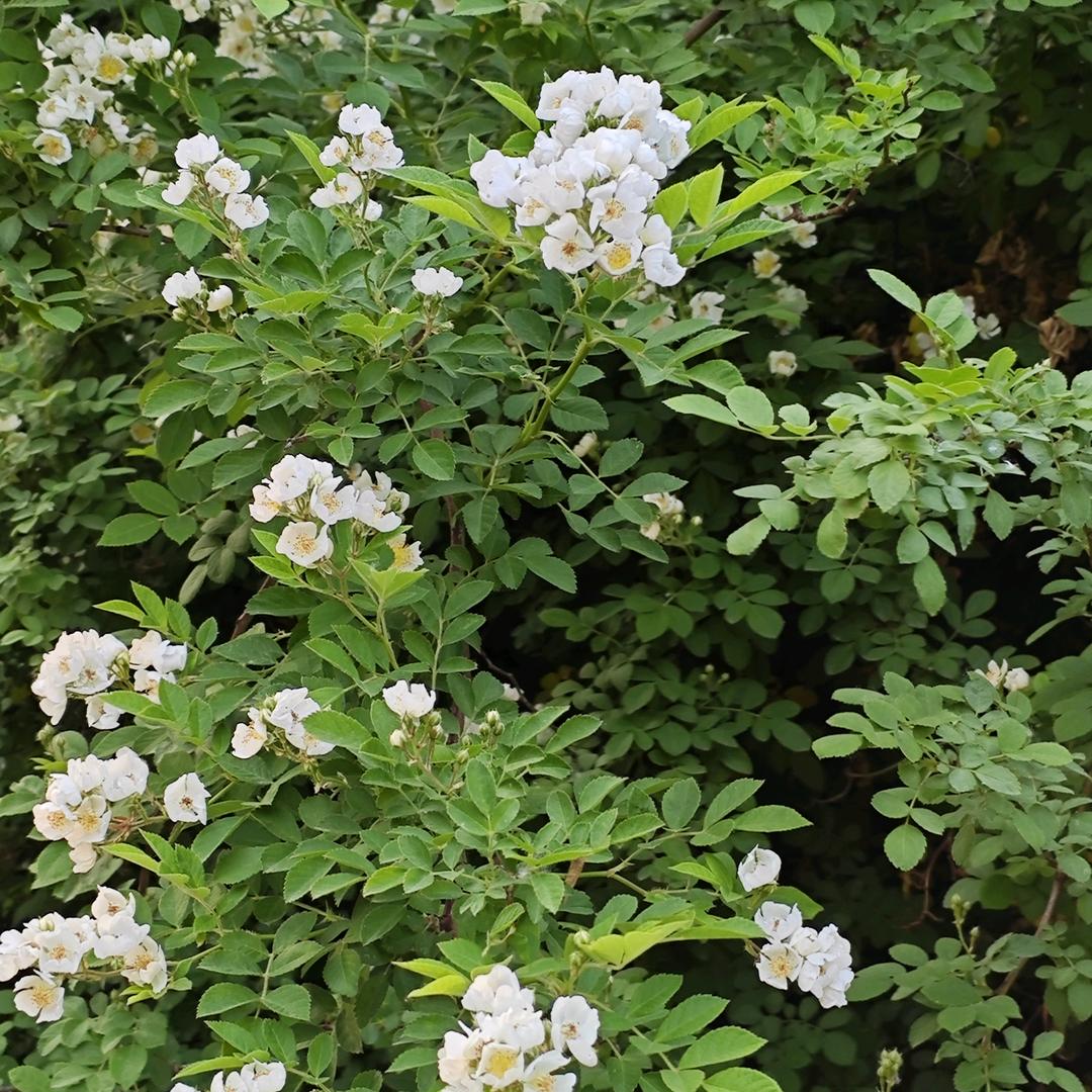 爱没有错