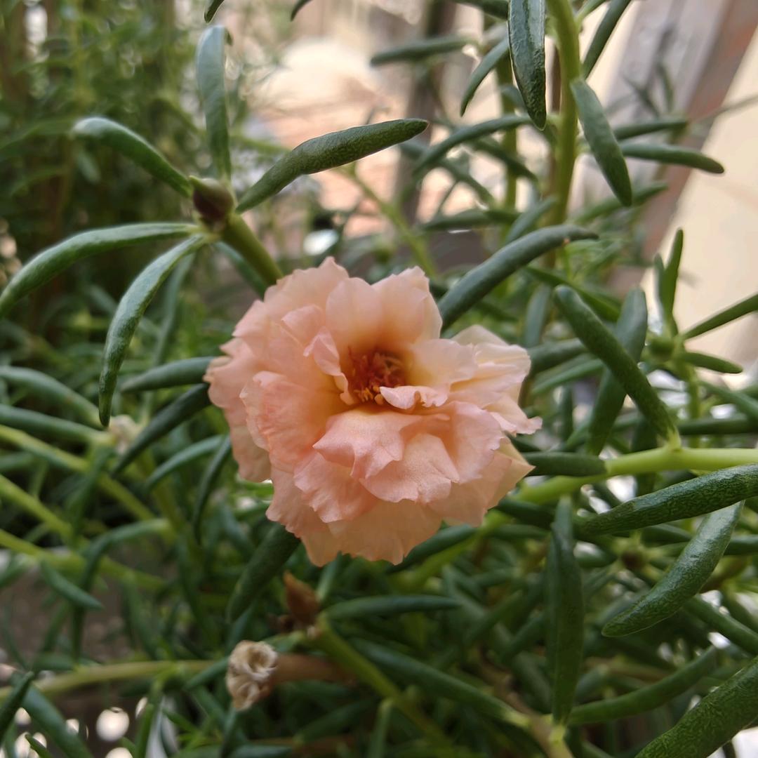 ᦗ南ེۖ黎ཽེᝰ